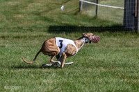 Program 1, Race 1 Puppy Hex-0852
