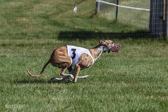 Program 1, Race 1 Puppy Hex-0852