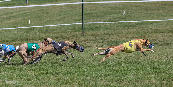 Program 1, Race 6 Sting tusi Roxy Meatloaf EllieMae-1156
