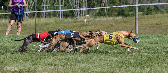 Program 1, Race 6 Sting tusi Roxy Meatloaf EllieMae-1142
