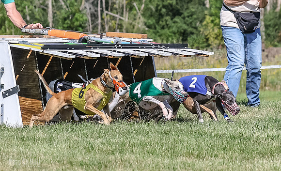 Program 1, Race 7 Zelda Sneakers Shimmy Mimic Jethro-1207