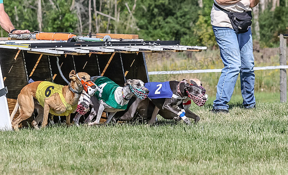 Program 1, Race 7 Zelda Sneakers Shimmy Mimic Jethro-1206