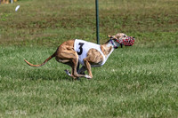 Program 1, Race 1 Puppy Hex-0845