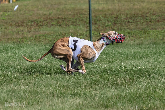 Program 1, Race 1 Puppy Hex-0845