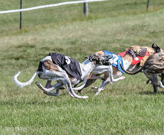 Program 1, Race 3 The Fonz Piper Serena Trillian Riley Gambit-0958
