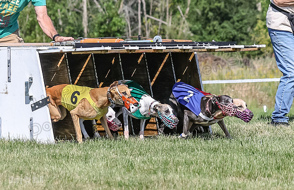 Program 1, Race 7 Zelda Sneakers Shimmy Mimic Jethro-1205