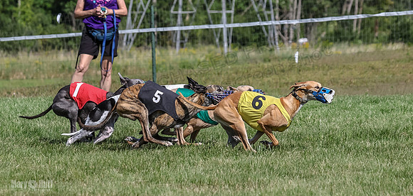 Program 1, Race 6 Sting tusi Roxy Meatloaf EllieMae-1141