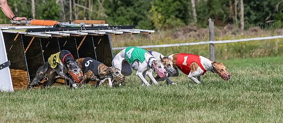 Program 1, Race 5 Conway Pearl Tissy Tina Bogie-1043