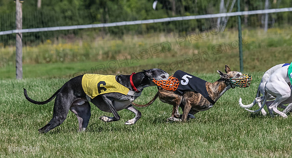 Program 1, Race 5 Conway Pearl Tissy Tina Bogie-1057