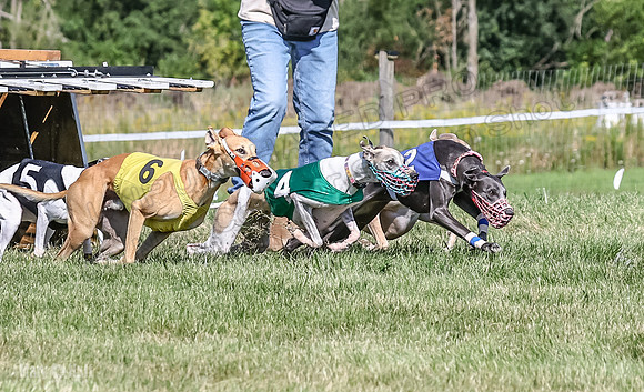 Program 1, Race 7 Zelda Sneakers Shimmy Mimic Jethro-1210