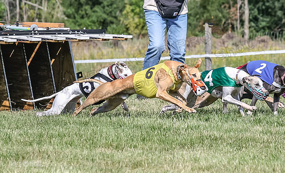 Program 1, Race 7 Zelda Sneakers Shimmy Mimic Jethro-1211