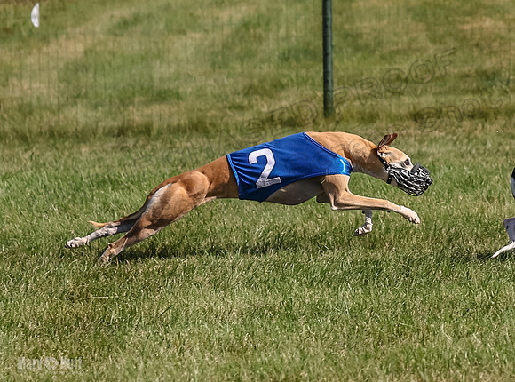 Program 1, Race 4 Charlotte Fia Chuck Bandit Blaze Denim-1011