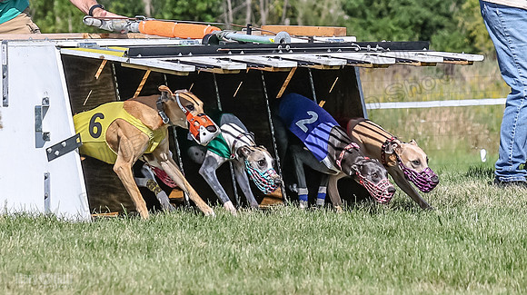 Program 1, Race 7 Zelda Sneakers Shimmy Mimic Jethro-1204