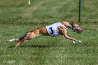 Program 1, Race 1 Puppy Hex-0850
