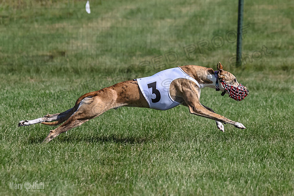 Program 1, Race 1 Puppy Hex-0850