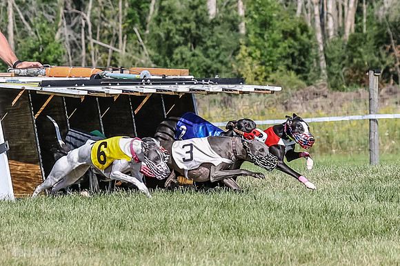 Program 1, Race 2 Jett Bolty Smokey Nathalia Zen Clover-0873