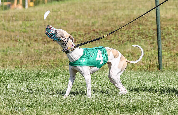 Program 1, Race 7 Zelda Sneakers Shimmy Mimic Jethro-1189