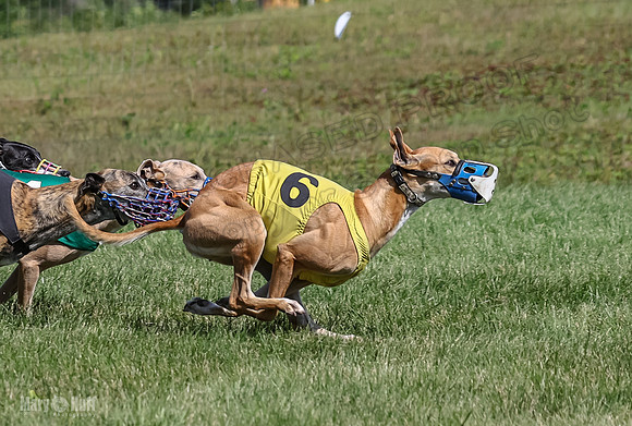 Program 1, Race 6 Sting tusi Roxy Meatloaf EllieMae-1144