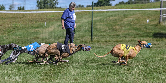 Program 1, Race 6 Sting tusi Roxy Meatloaf EllieMae-1151