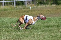 Program 1, Race 1 Puppy Hex-0841