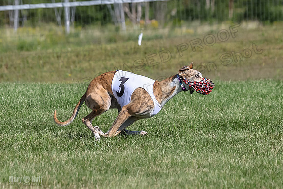 Program 1, Race 1 Puppy Hex-0841