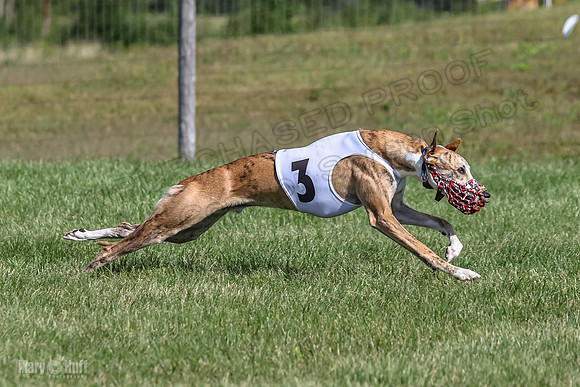 Program 1, Race 1 Puppy Hex-0843