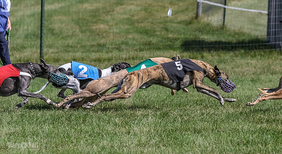 Program 1, Race 6 Sting tusi Roxy Meatloaf EllieMae-1153