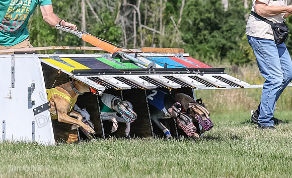 Program 1, Race 7 Zelda Sneakers Shimmy Mimic Jethro-1203