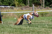 Program 1, Race 1 Puppy Hex-0831