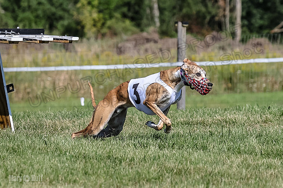 Program 1, Race 1 Puppy Hex-0831