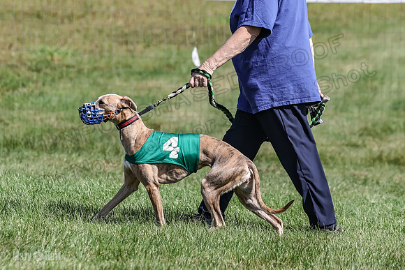 Program 1, Race 6 Sting tusi Roxy Meatloaf EllieMae-1121