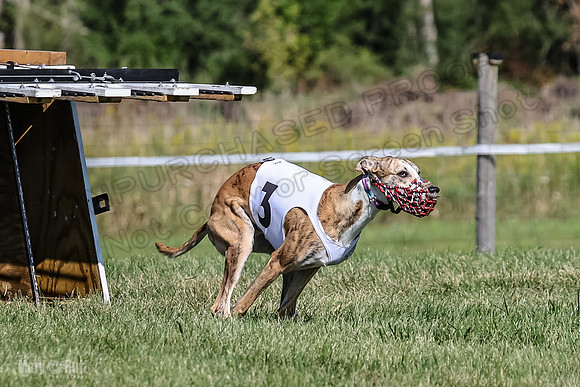 Program 1, Race 1 Puppy Hex-0830