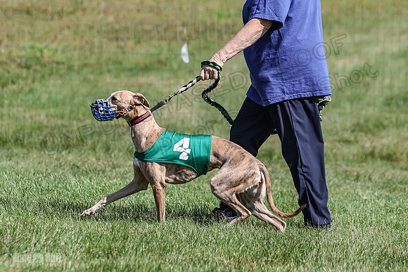 Program 1, Race 6 Sting tusi Roxy Meatloaf EllieMae-1120