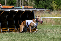 Program 1, Race 1 Puppy Hex-0827