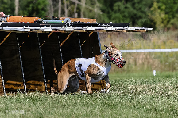 Program 1, Race 1 Puppy Hex-0827