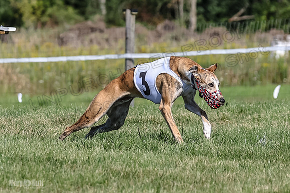 Program 1, Race 1 Puppy Hex-0832