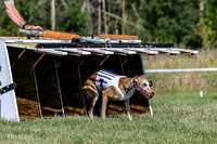 Program 1, Race 1 Puppy Hex-0826