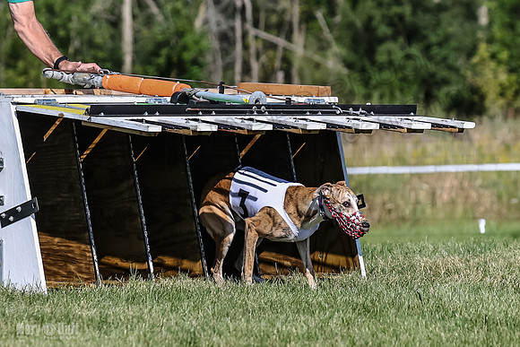 Program 1, Race 1 Puppy Hex-0826