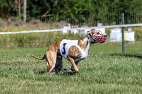 Program 1, Race 1 Puppy Hex-0834
