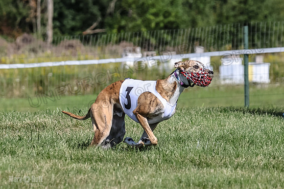 Program 1, Race 1 Puppy Hex-0834