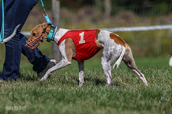 Program 1, Race 5 Conway Pearl Tissy Tina Bogie-1026