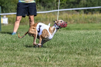 Program 1, Race 1 Puppy Hex-0837