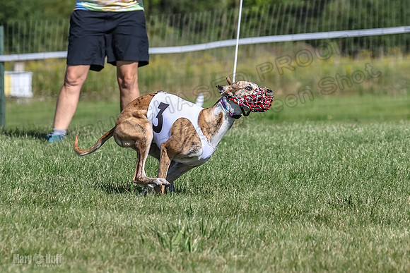Program 1, Race 1 Puppy Hex-0837