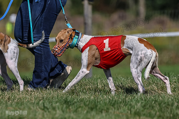 Program 1, Race 5 Conway Pearl Tissy Tina Bogie-1027