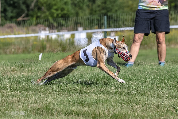 Program 1, Race 1 Puppy Hex-0835