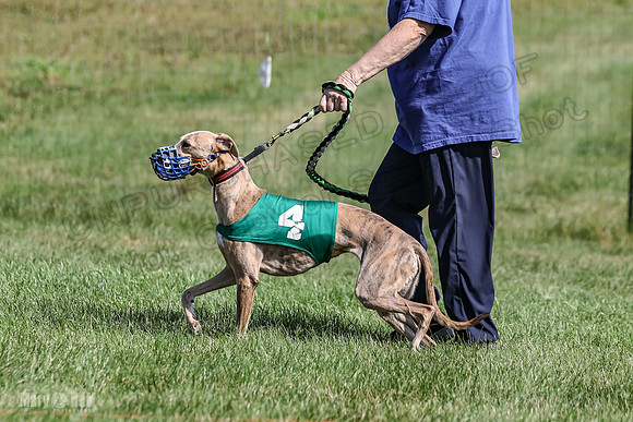 Program 1, Race 6 Sting tusi Roxy Meatloaf EllieMae-1119