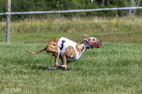 Program 1, Race 1 Puppy Hex-0838
