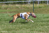 Program 1, Race 1 Puppy Hex-0839