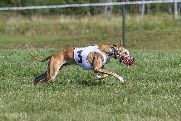 Program 1, Race 1 Puppy Hex-0839