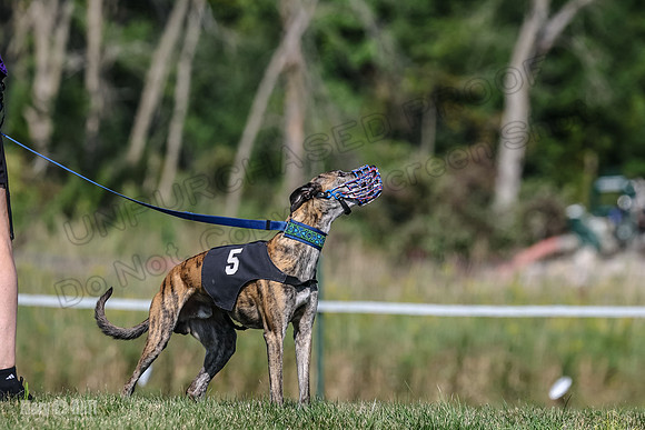 Program 1, Race 6 Sting tusi Roxy Meatloaf EllieMae-1117
